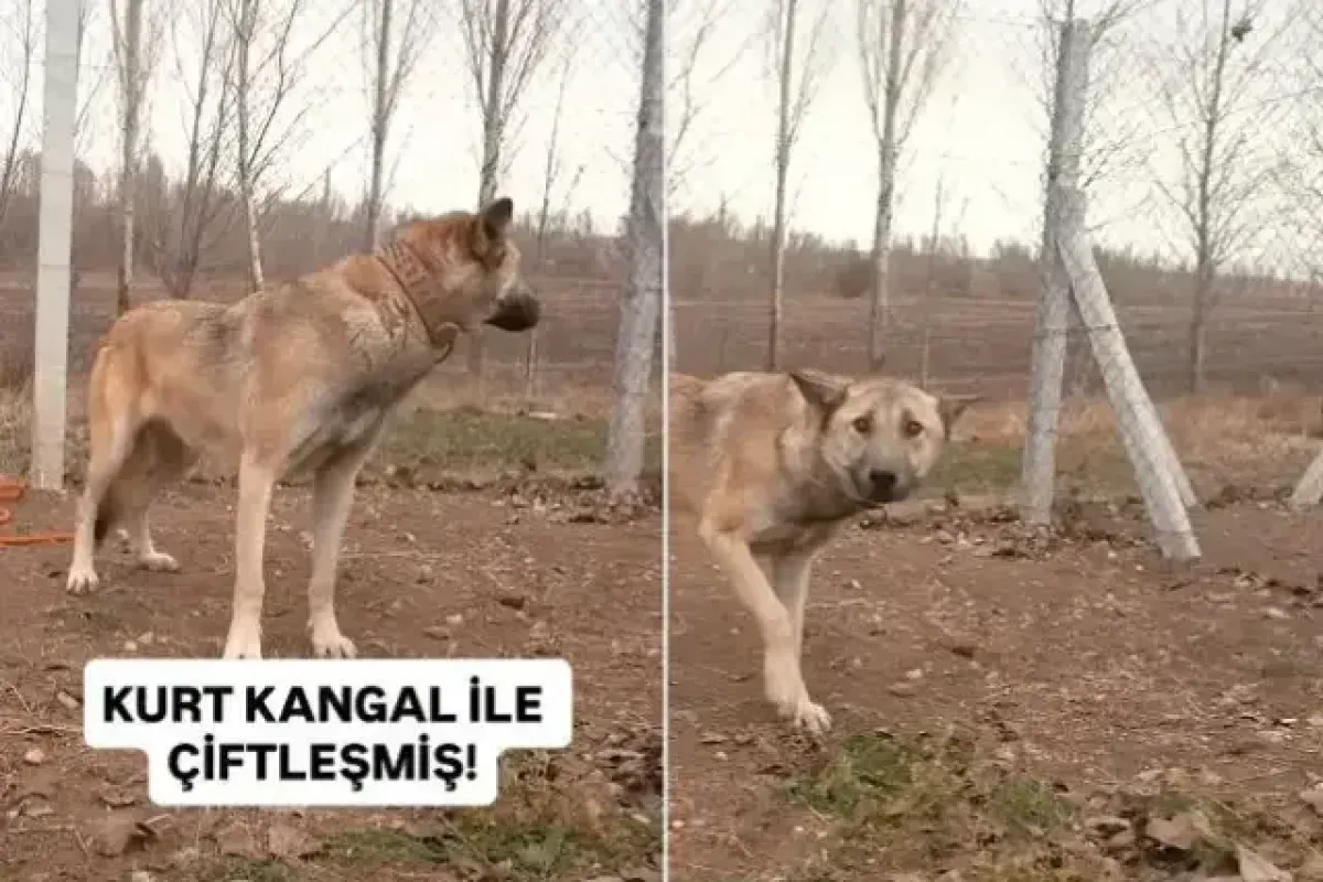 Kangal ile kurt çiftleşti! Ortaya bu tür çıktı