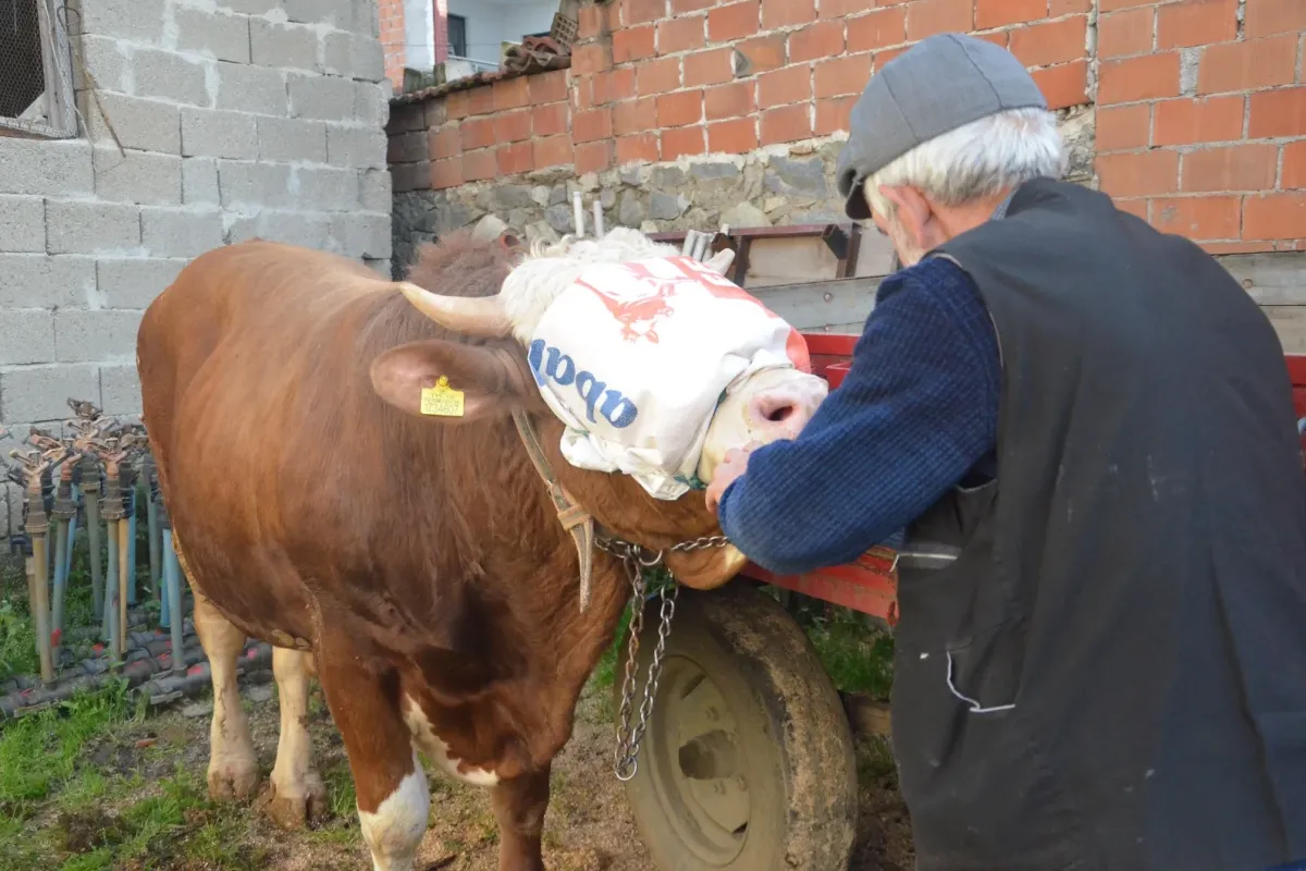 Kurban kredi kartı ile alınır mı, taksitle kurban caiz mi?