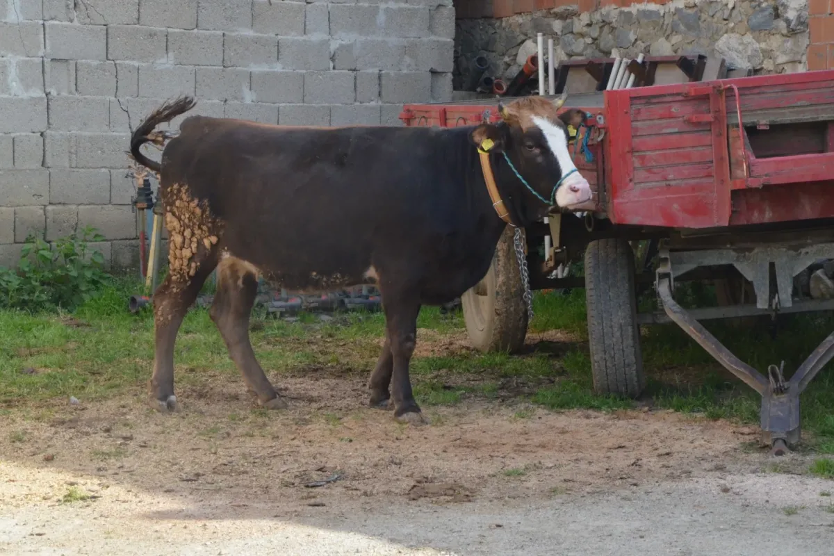 Kurbanlık hasta çıkarsa kurban kabul olur mu?