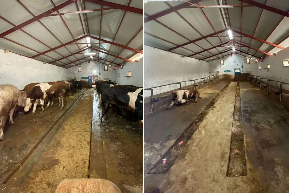 370 bin TL'lik danayı 210 bin TL'ye aldı, sorusu gündem oldu