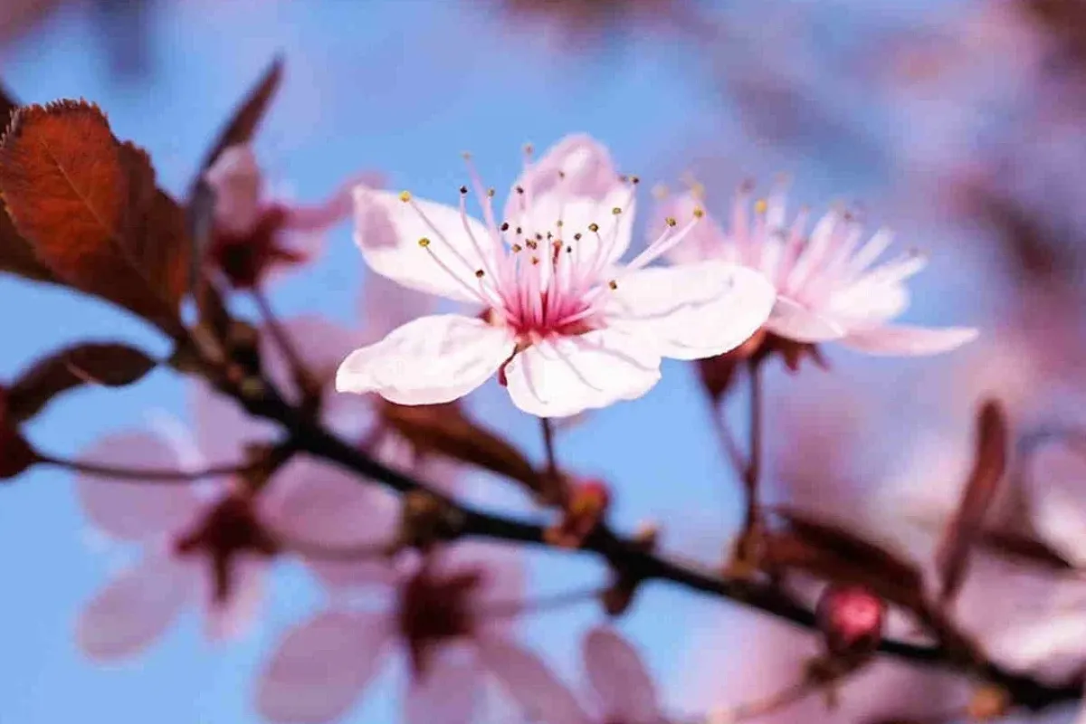 21 Mart Nevruz Bayramı 2026'da resmi tatil olacak mı?