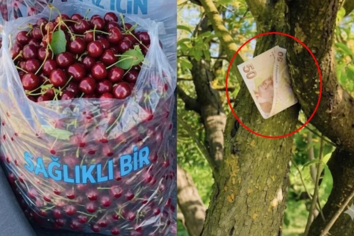 Tartışma yaratan kirazlarla ilgili gerçek bambaşka çıktı