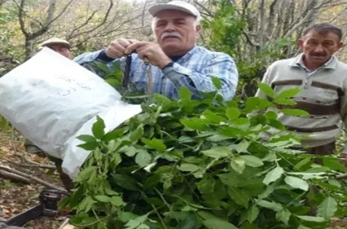 Bunları ekerek 6 ayda 3,5 milyon lira kazandılar