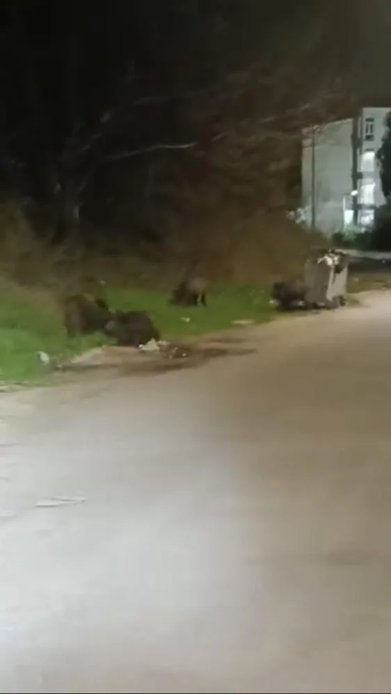 Domuz sürüsü şehre indi