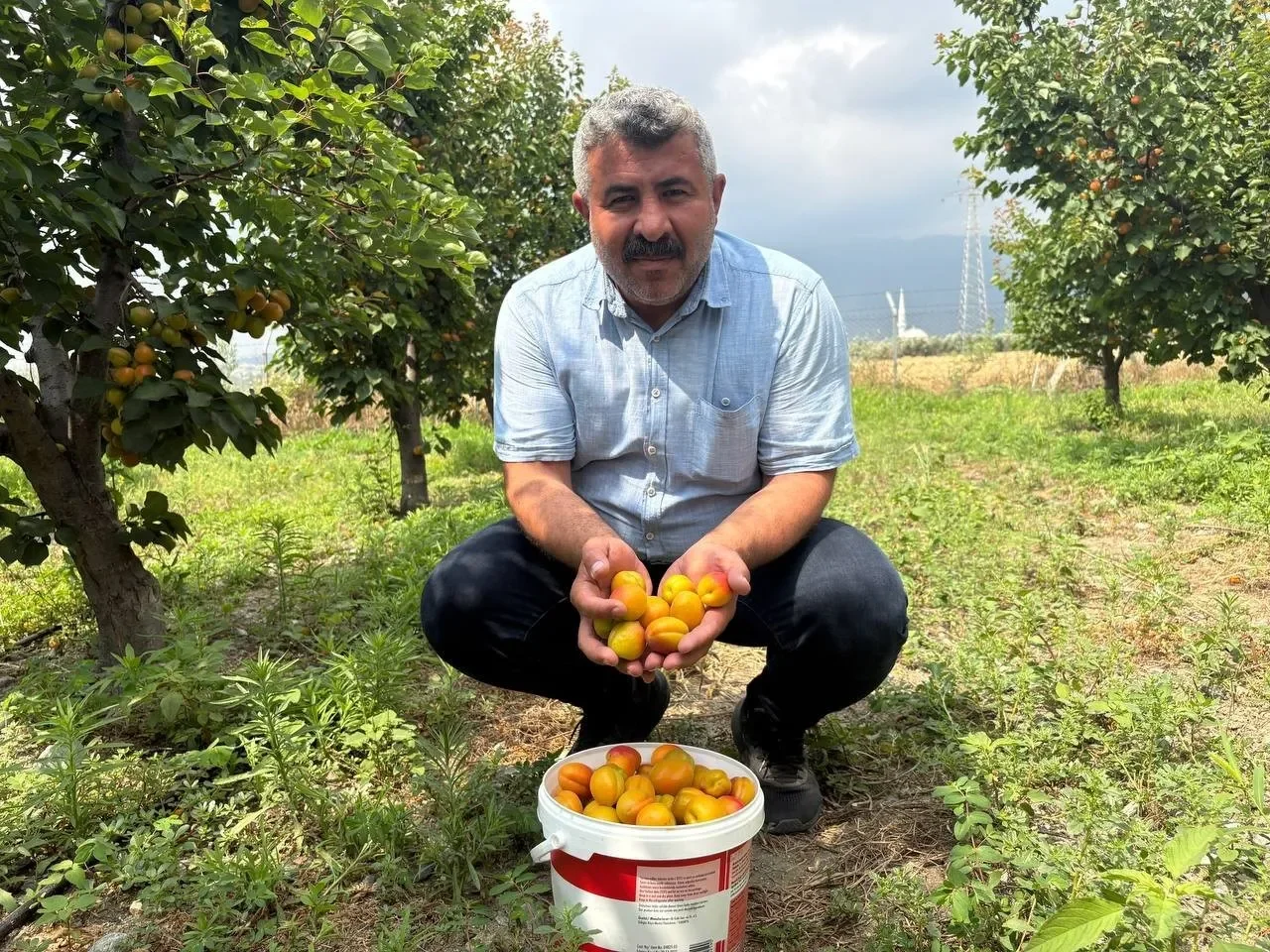 Düziçi’nde Orange Ruby kayısı ağaçları 6 yıldır yüksek verim veriyor