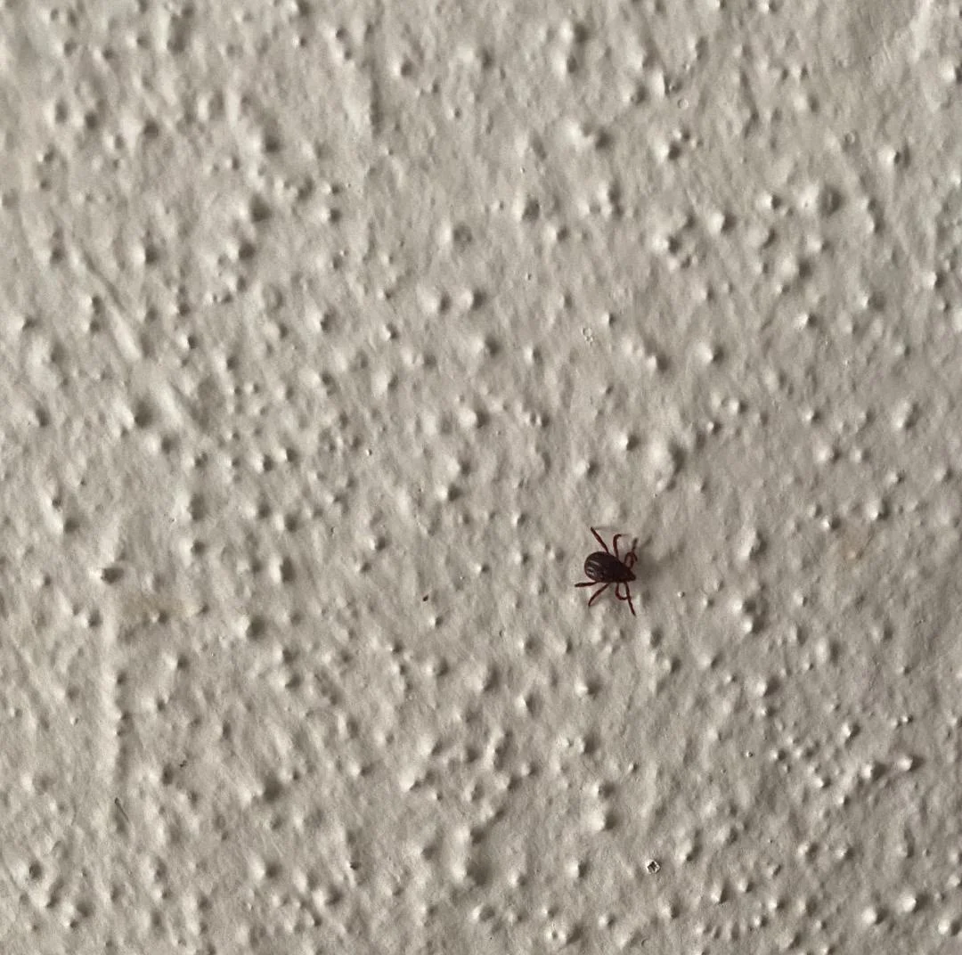 İnegöl'de ikinci kez görüldü! Herkes dikkatli olsun dedi